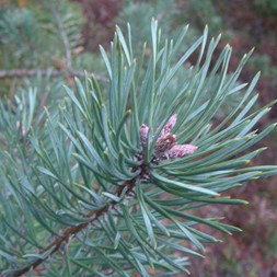 Pinus virginiana (Virginia pine)